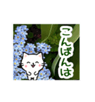 飛び出す！大人やさしい野の花とネコ（個別スタンプ：11）