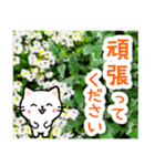 飛び出す！大人やさしい野の花とネコ（個別スタンプ：13）