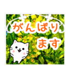 飛び出す！大人やさしい野の花とネコ（個別スタンプ：14）