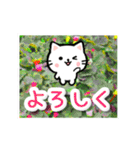 飛び出す！大人やさしい野の花とネコ（個別スタンプ：20）