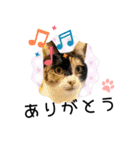 piliさんちのにゃんずスタンプ2025で～す（個別スタンプ：14）