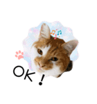 piliさんちのにゃんずスタンプ2025で～す（個別スタンプ：17）
