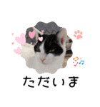 piliさんちのにゃんずスタンプ2025で～す（個別スタンプ：18）