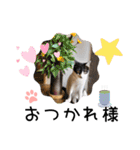 piliさんちのにゃんずスタンプ2025で～す（個別スタンプ：19）