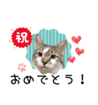 piliさんちのにゃんずスタンプ2025で～す（個別スタンプ：21）
