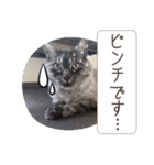 piliさんちのにゃんずスタンプ2025で～す（個別スタンプ：31）
