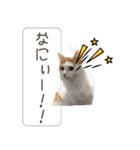 piliさんちのにゃんずスタンプ2025で～す（個別スタンプ：33）