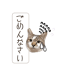 piliさんちのにゃんずスタンプ2025で～す（個別スタンプ：34）
