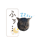 piliさんちのにゃんずスタンプ2025で～す（個別スタンプ：35）