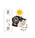 piliさんちのにゃんずスタンプ2025で～す（個別スタンプ：36）