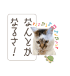piliさんちのにゃんずスタンプ2025で～す（個別スタンプ：37）