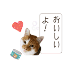 piliさんちのにゃんずスタンプ2025で～す（個別スタンプ：38）