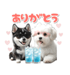 豆柴(黒柴)♡ゴールデンドゥードル DOGs（個別スタンプ：11）