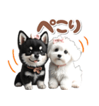 豆柴(黒柴)♡ゴールデンドゥードル DOGs（個別スタンプ：22）