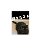 大人な猫の日常 2（個別スタンプ：2）