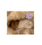 てんてんが動くでち！（個別スタンプ：2）