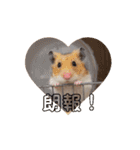 てんてんが動くでち！（個別スタンプ：4）