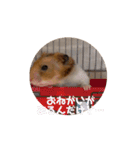 てんてんが動くでち！（個別スタンプ：9）