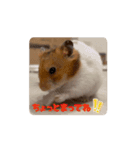 てんてんが動くでち！（個別スタンプ：11）