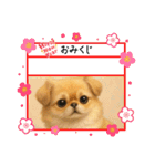 チベタンスパニエルイラスト（個別スタンプ：12）
