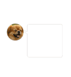 チベタンスパニエルイラスト（個別スタンプ：13）