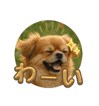 チベタンスパニエルイラスト（個別スタンプ：15）