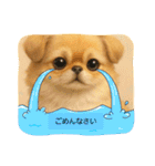 チベタンスパニエルイラスト（個別スタンプ：16）