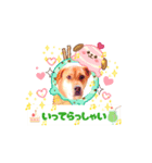 耳たれ犬マリンStamp2（個別スタンプ：6）