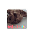 うちの子うにくん(動くver)（個別スタンプ：3）