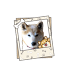 柴犬ハルver5（個別スタンプ：1）