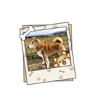 柴犬ハルver5（個別スタンプ：3）