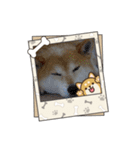 柴犬ハルver5（個別スタンプ：4）