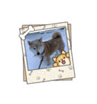 柴犬ハルver5（個別スタンプ：5）