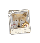 柴犬ハルver5（個別スタンプ：6）