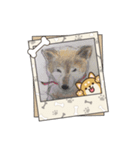 柴犬ハルver5（個別スタンプ：7）
