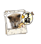 柴犬ハルver5（個別スタンプ：8）