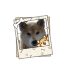 柴犬ハルver5（個別スタンプ：9）