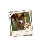 柴犬ハルver5（個別スタンプ：10）