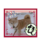 柴犬ハルver5（個別スタンプ：11）