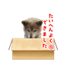柴犬ハルver5（個別スタンプ：13）