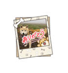 柴犬ハルver5（個別スタンプ：14）