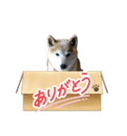 柴犬ハルver5（個別スタンプ：15）