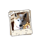 柴犬ハルver5（個別スタンプ：17）