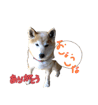 柴犬ハルver5（個別スタンプ：18）
