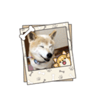 柴犬ハルver5（個別スタンプ：19）