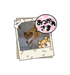 柴犬ハルver5（個別スタンプ：21）
