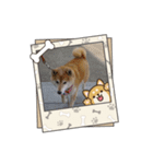 柴犬ハルver5（個別スタンプ：22）