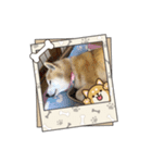 柴犬ハルver5（個別スタンプ：23）
