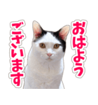 【家族の連絡用】コテフクandココア（個別スタンプ：1）