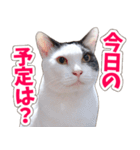 【家族の連絡用】コテフクandココア（個別スタンプ：2）